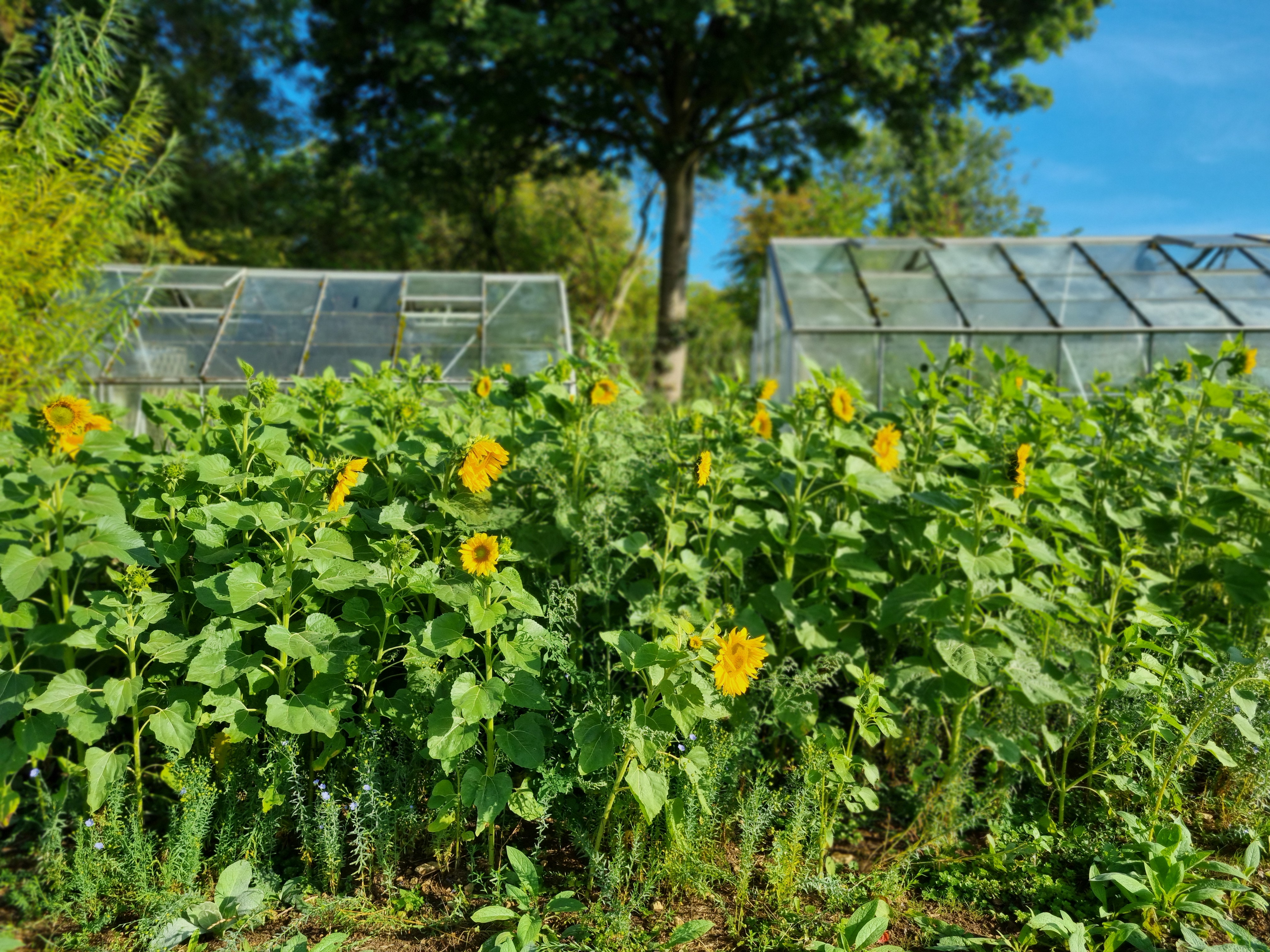 20250808 Sunflowers In Orchard Landscape