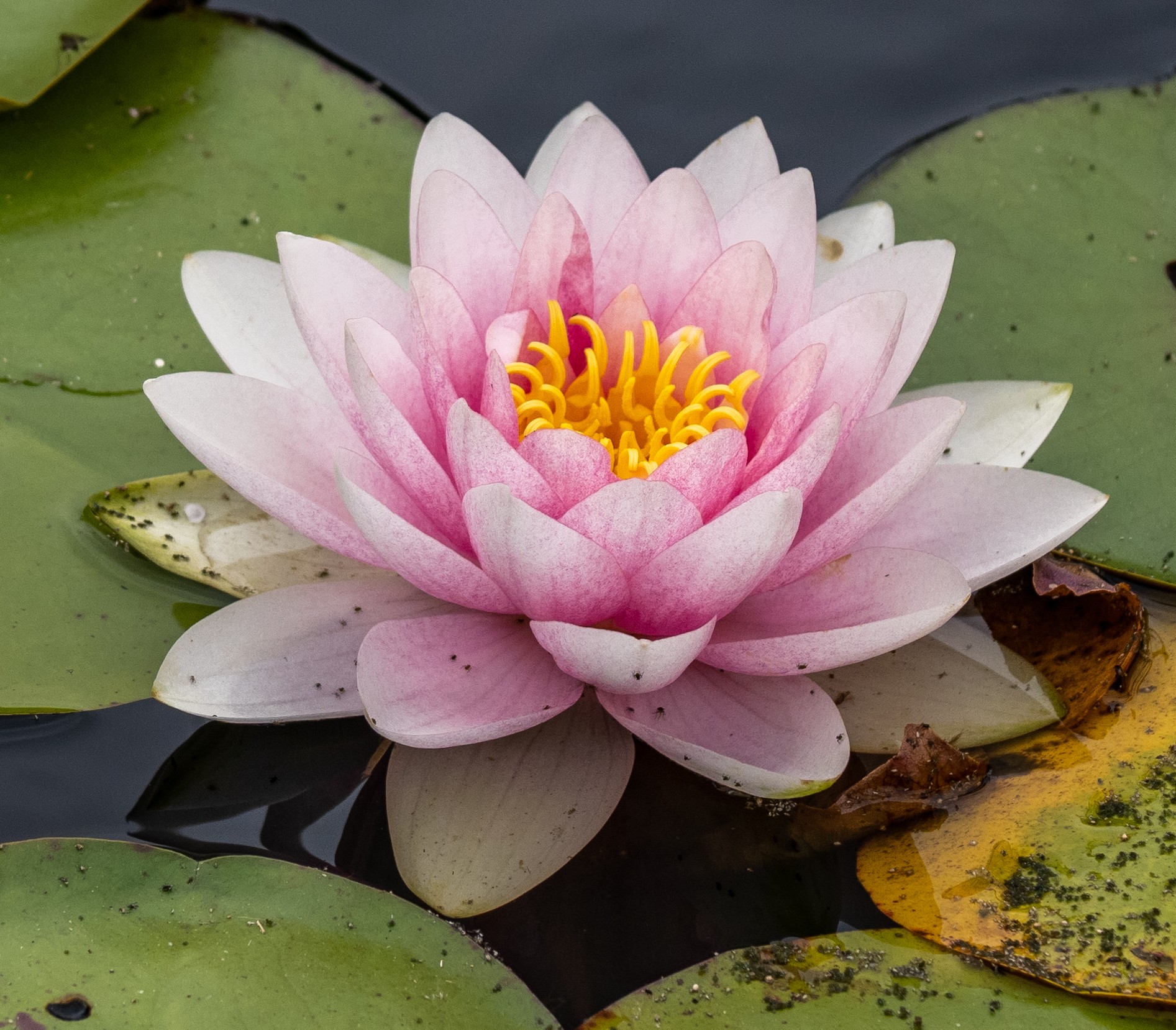 Cropped Water Lily