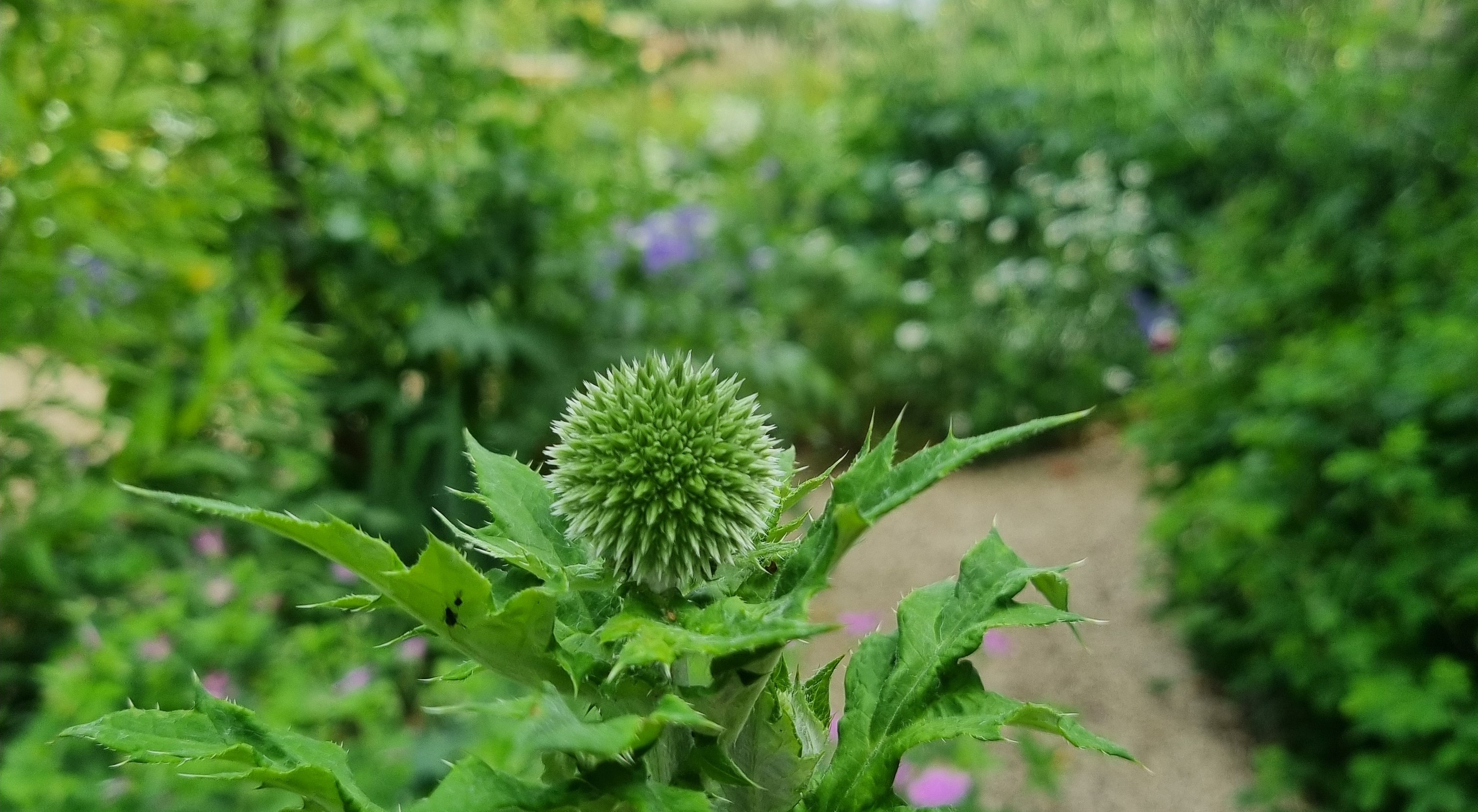 Thistle Pic