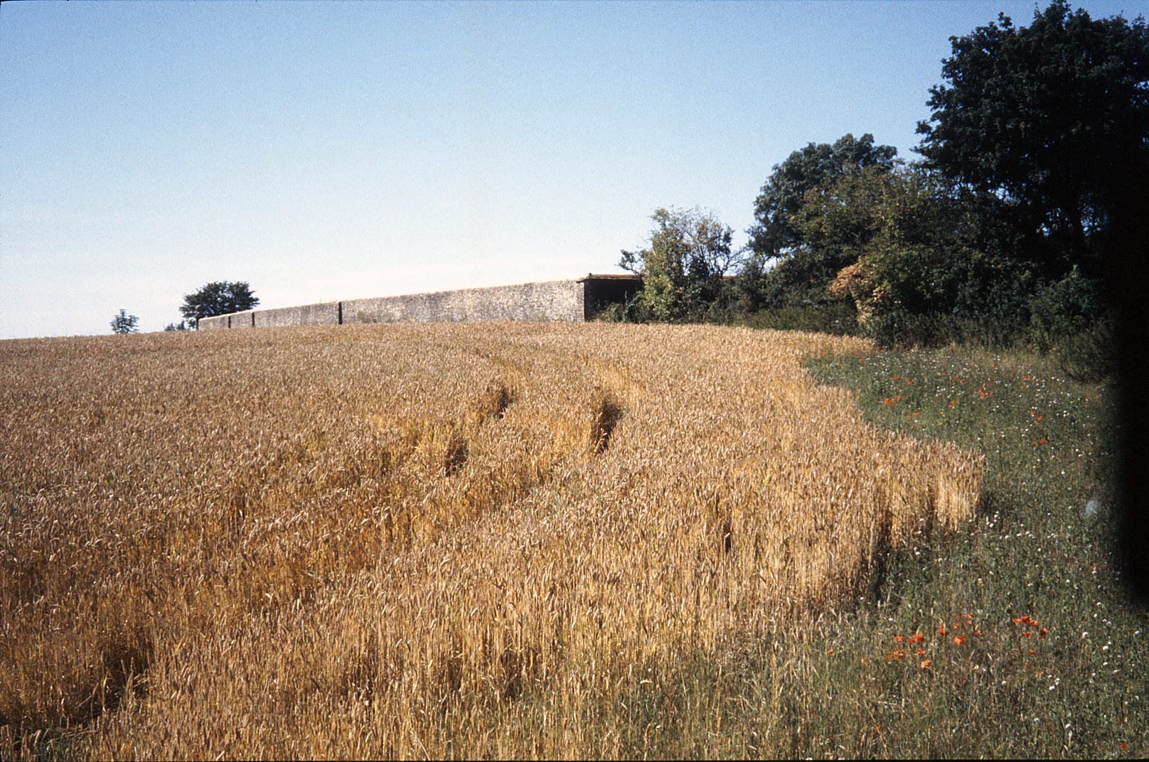 Wheatfield Pre Vineyard