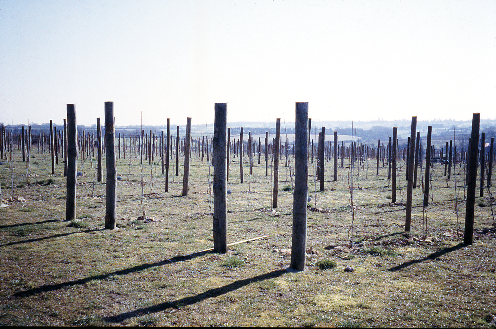 Baby Vineyard