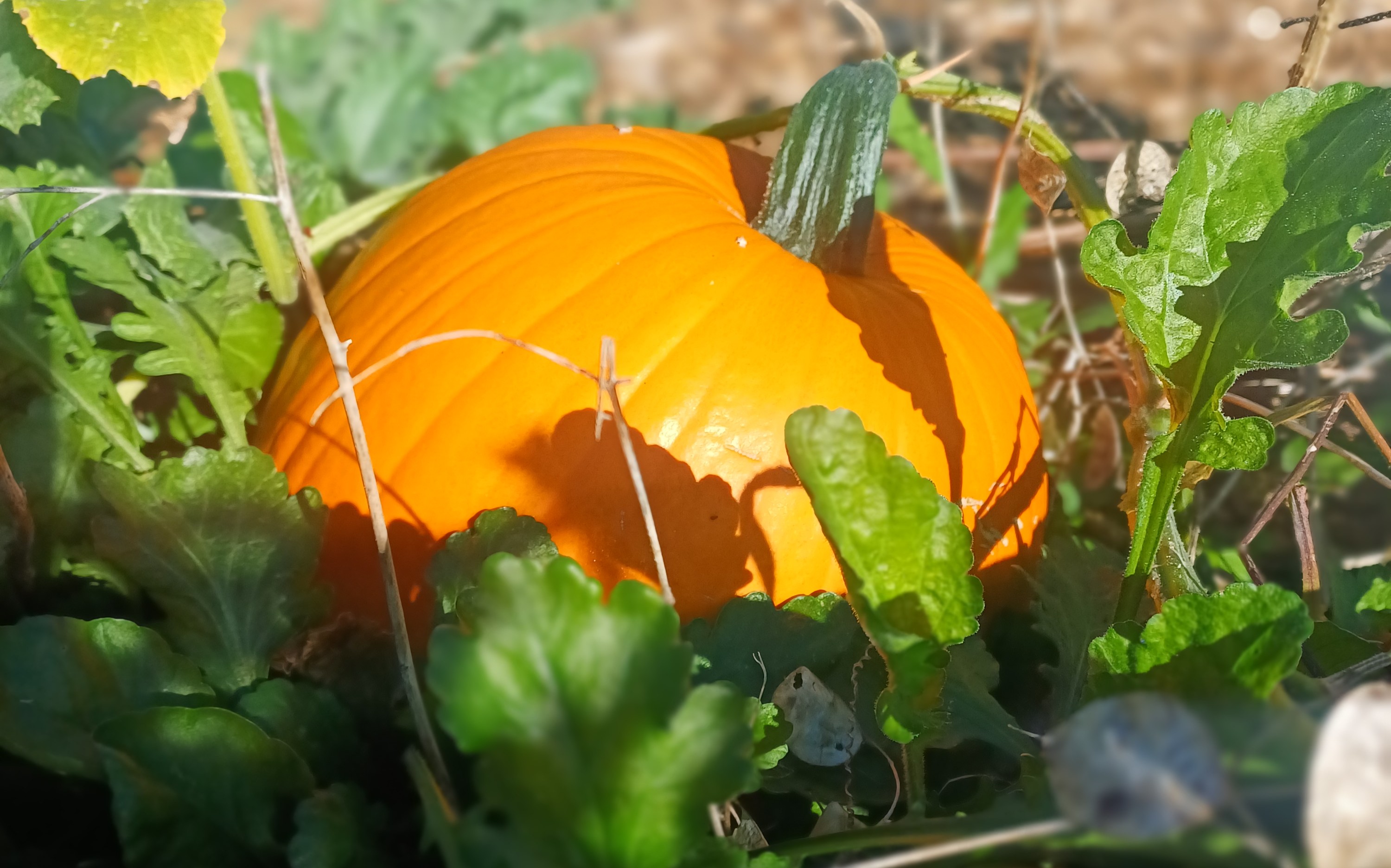 Cropped Pumpkin